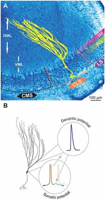 Differences in Sodium Channel Densities in the Apical Dendrites of Pyramidal Cells of the Electrosensory Lateral Line Lobe